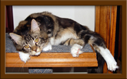 Female Maine Coon Kitten