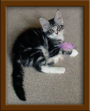 Maine Coon Kitten For Sale