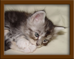 Maine Coon Kitten