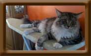 Silver Male Maine Coon Cat