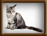 Silver Maine Coon Kitten