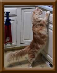 Cameo Red Male Maine Coon
