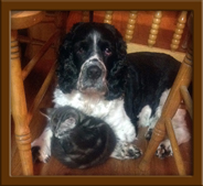 Maine Coon Cat with Dog