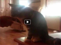 Maine Coon Cat Shaking Hands