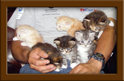 Maine Coon Kittens