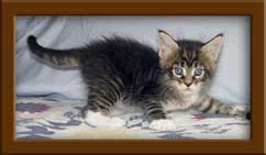 Brown Mackerel & White Maine Coon Kitten