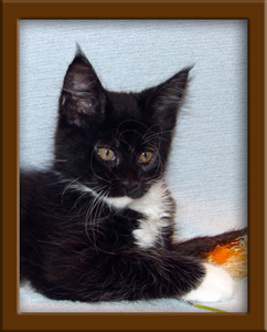Maine Coon Kitten