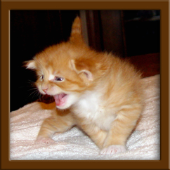 Maine Coon Kitten