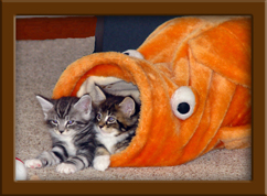 Maine Coon Kittens