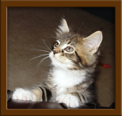 Maine Coon Kitten