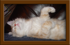 Maine Coon Kitten Sleeping