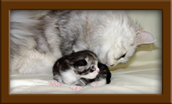 Maine Coon Kitten