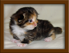 Maine Coon Kitten