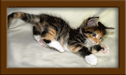 Maine Coon Kitten Playing