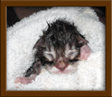 Maine Coon Kitten