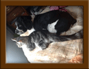 Maine Coon & Dog Playing