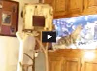Maine Coon Cat Fishing
