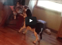 Maine Coon Cat and Dog Playing