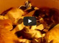 3 Week Old Maine Coon Kittens Playing